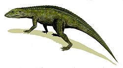 Protosuchusun crocodyliforme primitif
