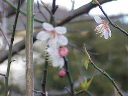  Fleurs de Prunus mume au printemps