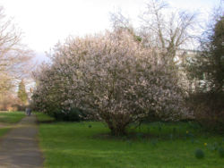  Spécimen de Prunus pseudocerasus var. cantabrigiensis Jardins botaniques de Cambridge