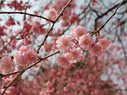  Cerisier du Japon, Prunus serrulata