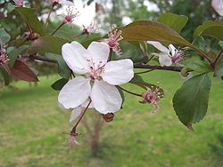 Fleur de Prunus subhirtella