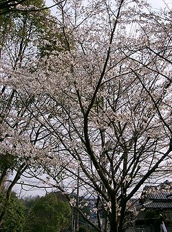  Prunus ×yedoensis