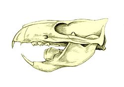  Crâne de Ptilodus