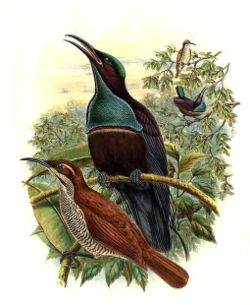  Ptiloris magnificus par Bowdler Sharpe