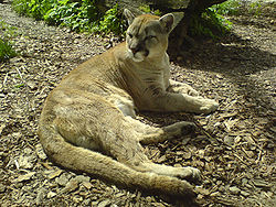  Puma (Puma concolor)