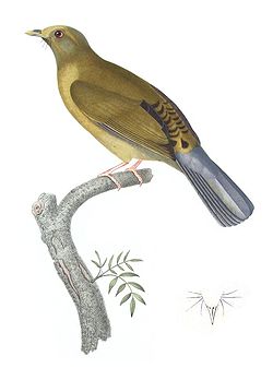  Pycnonotus priocephalus