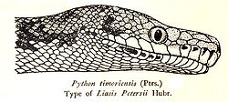  Python de TimorPython timoriensis