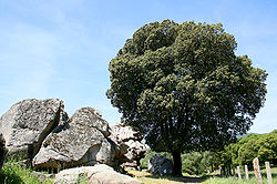  Quercus ilex