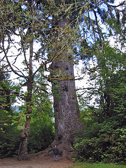 Quinault Lake Spruce,un spécimen d Picea sitchensis