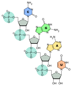Structure d'un brin d'ADN. Les quatre bases nucléiques C, G, A et T sont liées à une chaîne poly(2-désoxy-D-ribose-5-phosphate).
