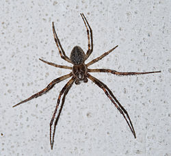 Une araignée opisthothèle non identifiée