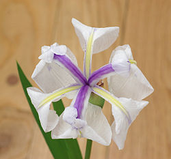  Iris laevigata