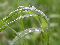 Rain on grass2.jpg