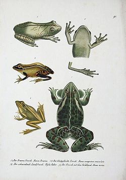 Des grenouilles : Rana brama, Rana sanguinea,Rana aurea, Hyla faber.