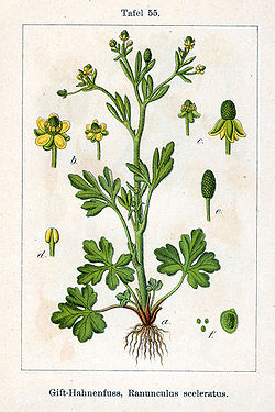  Ranunculus sceleratus