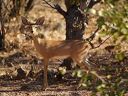  Steenbok femelle