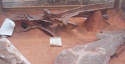  Vertèbre de Rebbachisaurus garasbae (MNHN)