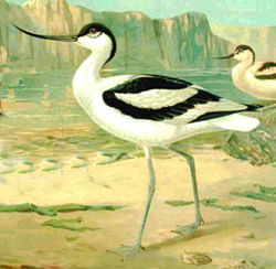  Avocette élégante (Recurvirostra avosetta)