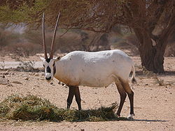  Oryx leucoryx