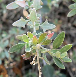 Rhagodie spinescens