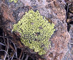  Un lichen du genre Rhizocarpon dansles monts Zlatibor, en Serbie