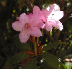  Rhododendron cilié