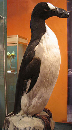  Pinguinus impennis