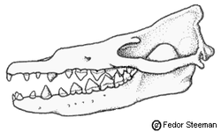  Crâne de Rodhocetus sp.