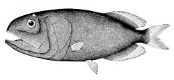  Rondeletia bicolor, familles des Rondeletiidae