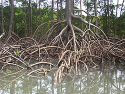  Rhizophora mangle de la famille desRhizophoraceae dans une mangrove