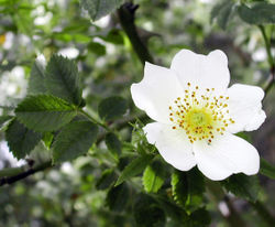  Fleur de Rosa arvensis, espèce de la section  Rosa sect. Synstylae