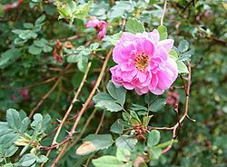  Rosa californica f. plena