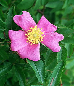  Rosa foliolosa