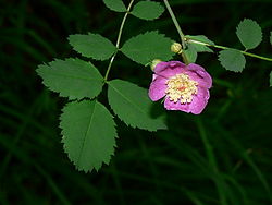  Rosa gymnocarpa