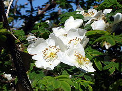  Rosa sericea f. pteracantha