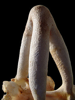Squelette d'un rostre (museau)de maraîche, à symétrie presque triangulaire;il est formé de différents types de cartilages, servant de pare-choc et encastrantcertains organes sensoriels.