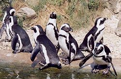 Manchot du Cap de l'île de Petermann photographié au zoo de Burger (Pays Bas)