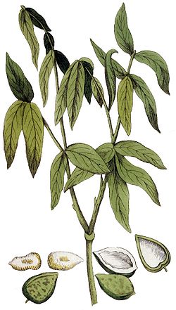  dessin de Sapindus marginatus extrait d'une planche botanique gravée par Adolphus Ypey