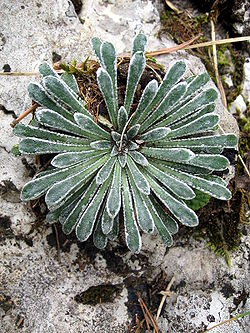  Saxifraga longifolia