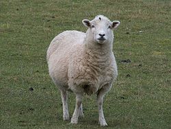  Mouton (Ovis aries)