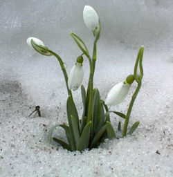 Une perce-neige (Galanthus nivalis) ayant percé la neige