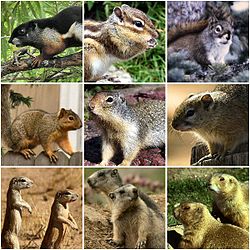  Les Scuridés comprennent plusieurs genres de sciuridés arboricoles et terrestres non-volants; Par exemple, les écureuils, les tamias, les spermophiles, les écureuils terrestres les marmottes et les chiens de prairie