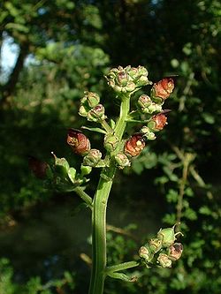  Scrophularia auriculata (inflorescence)