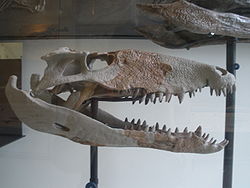  Crâne de Sebecus icaeorhinus