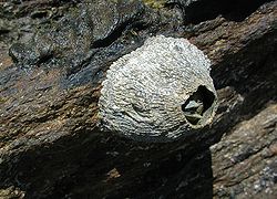  une balane australienne (Tetraclitidae)