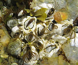 Semibalanus balanoides (en blanc)immergés sur des rochers