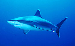  Carcharhinus albimarginatus