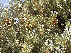 alt= Pinus monophylla,  une espèce de pin à pignons