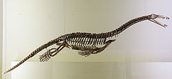  Squelette d'une espèce du genre Nothosaurus auMuseum für Naturkunde à Berlin