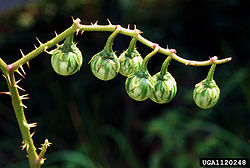  Solanum carolinense